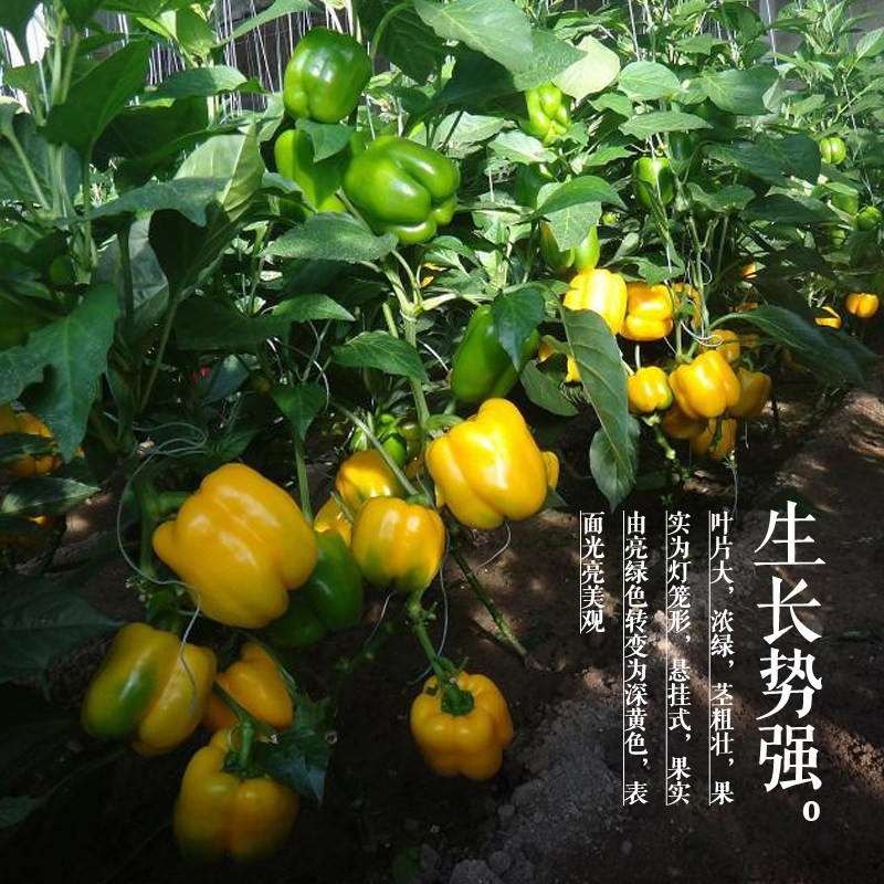 高产黄圆椒种子彩椒黄辣椒种籽甜椒农家四季种植阳台盆栽蔬菜种孑_虎窝淘
