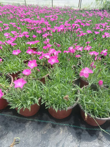 欧石竹粉贝地被植物多年生宿根耐热耐寒四季常青庭院方盘杯苗 - 图3