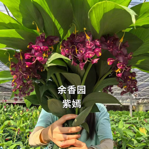 舞花姜荷花种球根花期超长热带花卉多年生午花姜切花种子室内庭院 - 图0