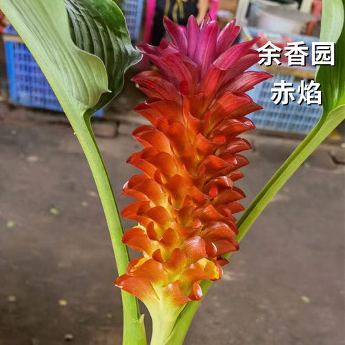 进口姜荷花种球耐热耐晒球根多年生庭院地栽阳台盆栽花期超长花卉 - 图3