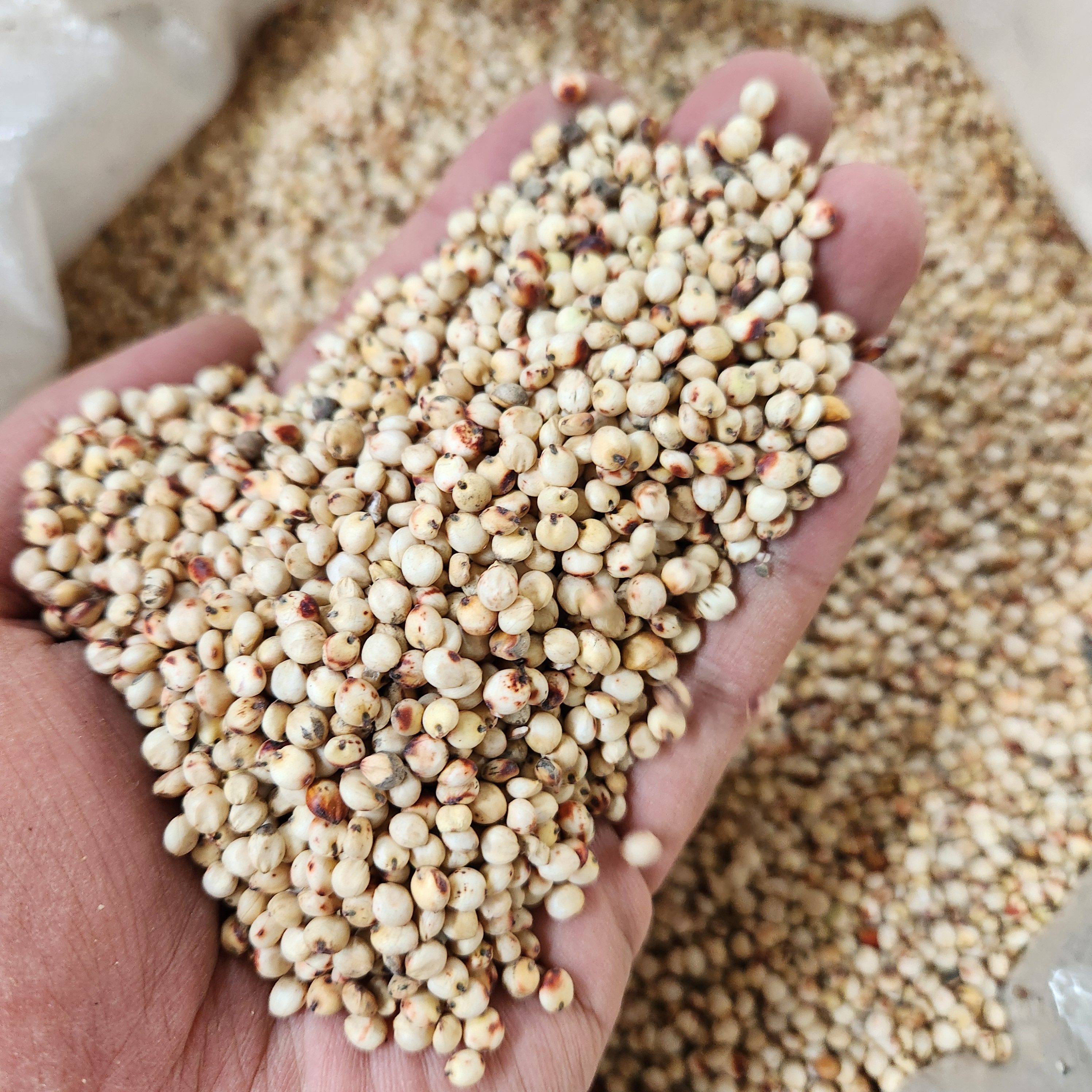 带壳红高粱白高粱带皮鹦鹉粮鸟食鸟粮仓鼠零食鸽粮鸽饲料赛鸽信鸽,淘宝优惠券,粉丝福利购,淘宝优惠卷