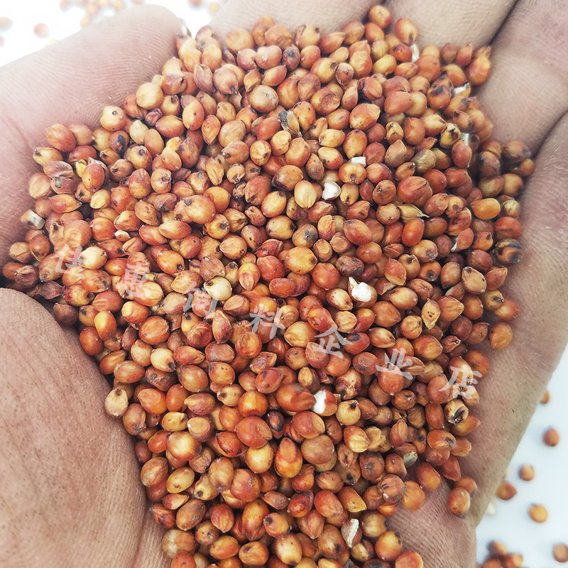 带壳红高粱白高粱带皮鹦鹉粮鸟食鸟粮仓鼠零食鸽粮鸽饲料赛鸽信鸽,淘宝优惠券,粉丝福利购,淘宝优惠卷