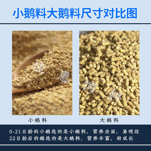 鹅饲料专用小鹅雏鹅幼鹅狮头鹅中大鹅颗粒鹅苗养殖希望蛋宝宇宙 - 图3