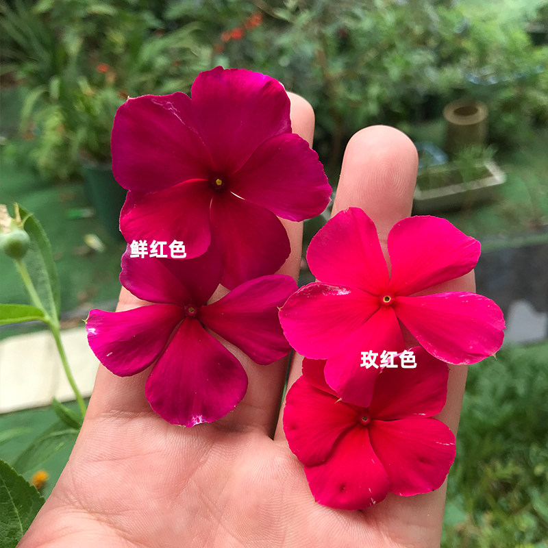 长春花籽日日春四季梅五叶梅种子长花期花坛阳台