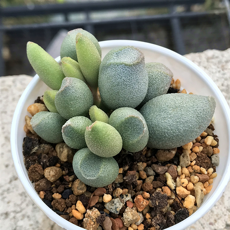 哈密瓜水泡多肉植物肉肉植物萌肉肉组合盆栽室内花卉陌上花-图0