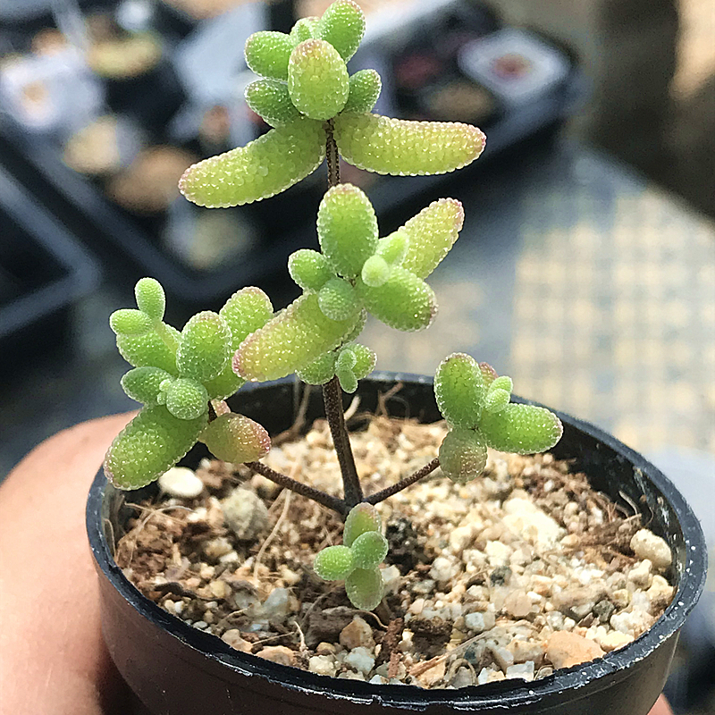 金桔糖球枝干番杏 米粒 玉米 冰晶 红宝石多肉植物绿植花卉陌上花 - 图1