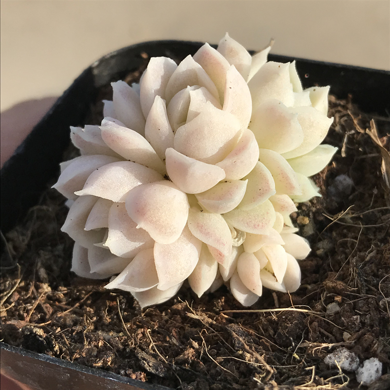 白月影精养群 多肉植物 肉肉植物 萌肉肉组合盆栽 室内花卉陌上花 - 图1