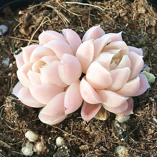 阿尔巴白月影 多肉植物 肉肉植物 萌肉肉组合盆栽 陌上花 - 图1