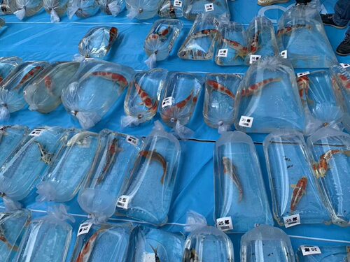 平口平底打包袋 观赏鱼锦鲤包装 加厚塑料袋 平包二角 100/捆 - 图1