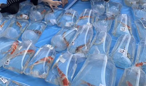 平口平底打包袋 观赏鱼锦鲤包装 加厚塑料袋 平包二角 100/捆 - 图0