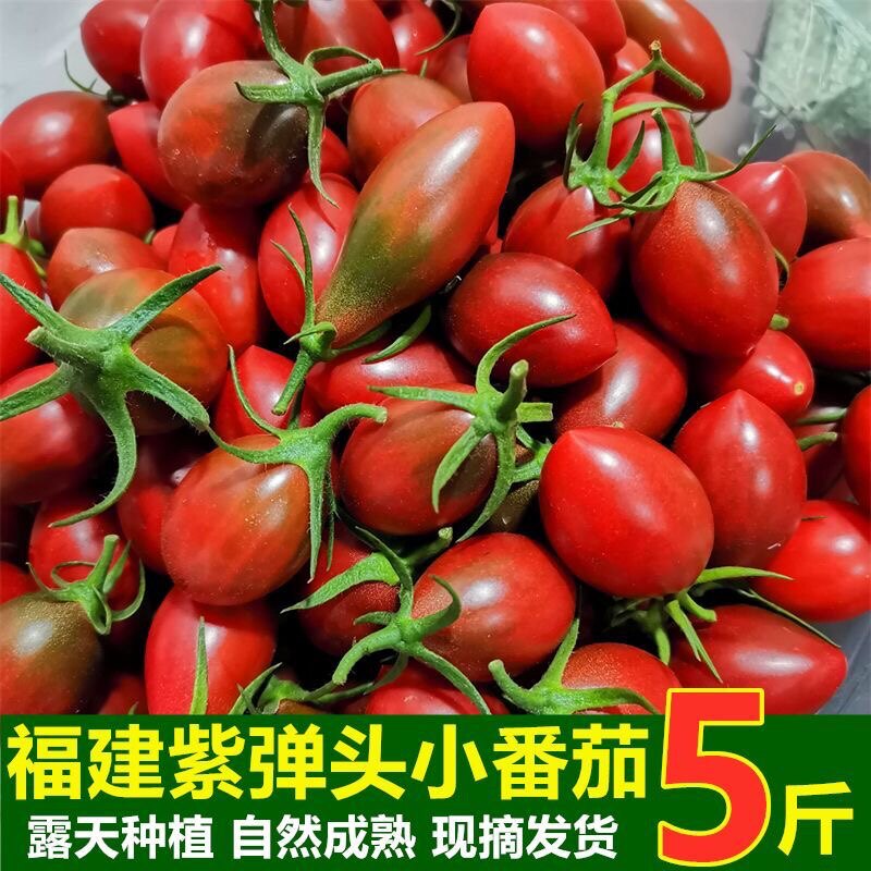 福建紫弹头迷彩小番茄紫葡萄圣女果新鲜西红柿1-5斤整箱包邮