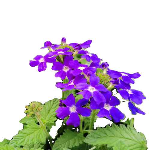 美女樱花苗盆栽多年生植物开花耐寒热细叶美女樱苗绿植物庭院 - 图3