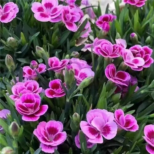 石竹花盆栽苗带花苞一见钟情初吻室内阳台庭院花卉四季开花好养活 - 图2