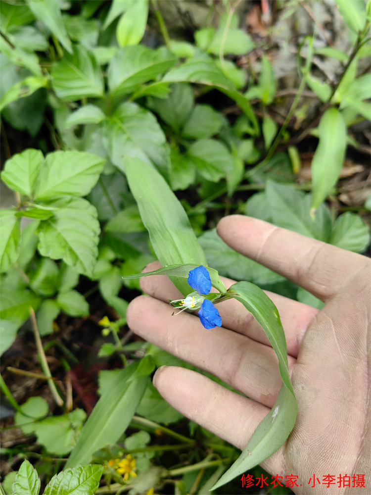 中药材鸭跖草 别名：竹节菜 鸭鹊草 蓝花菜 翠蝴蝶 新鲜干货250克 - 图1