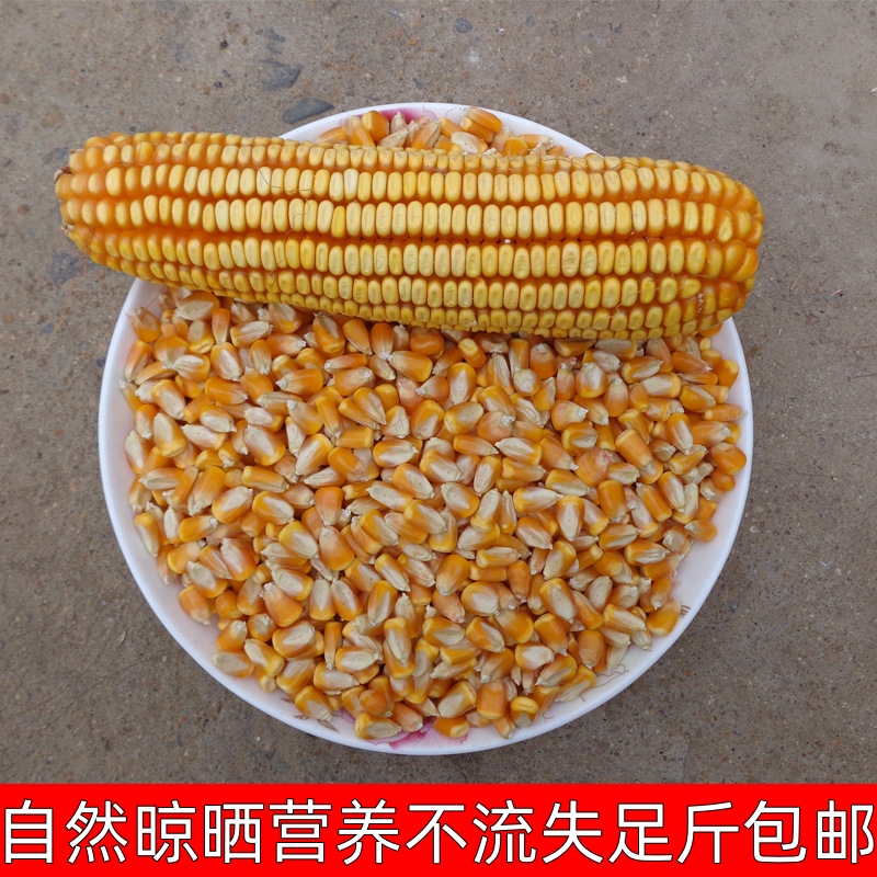 23年食用玉米粒干货农家本地老玉米粒散装老式苞谷粒干玉米粒杂粮 - 图0