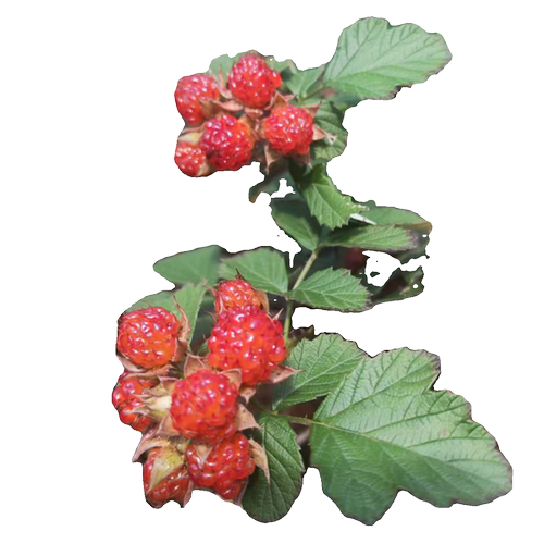 野茅莓树苗6月泡农村常见野果子四月泡盆栽观赏覆盆子阳台庭院藤 - 图3