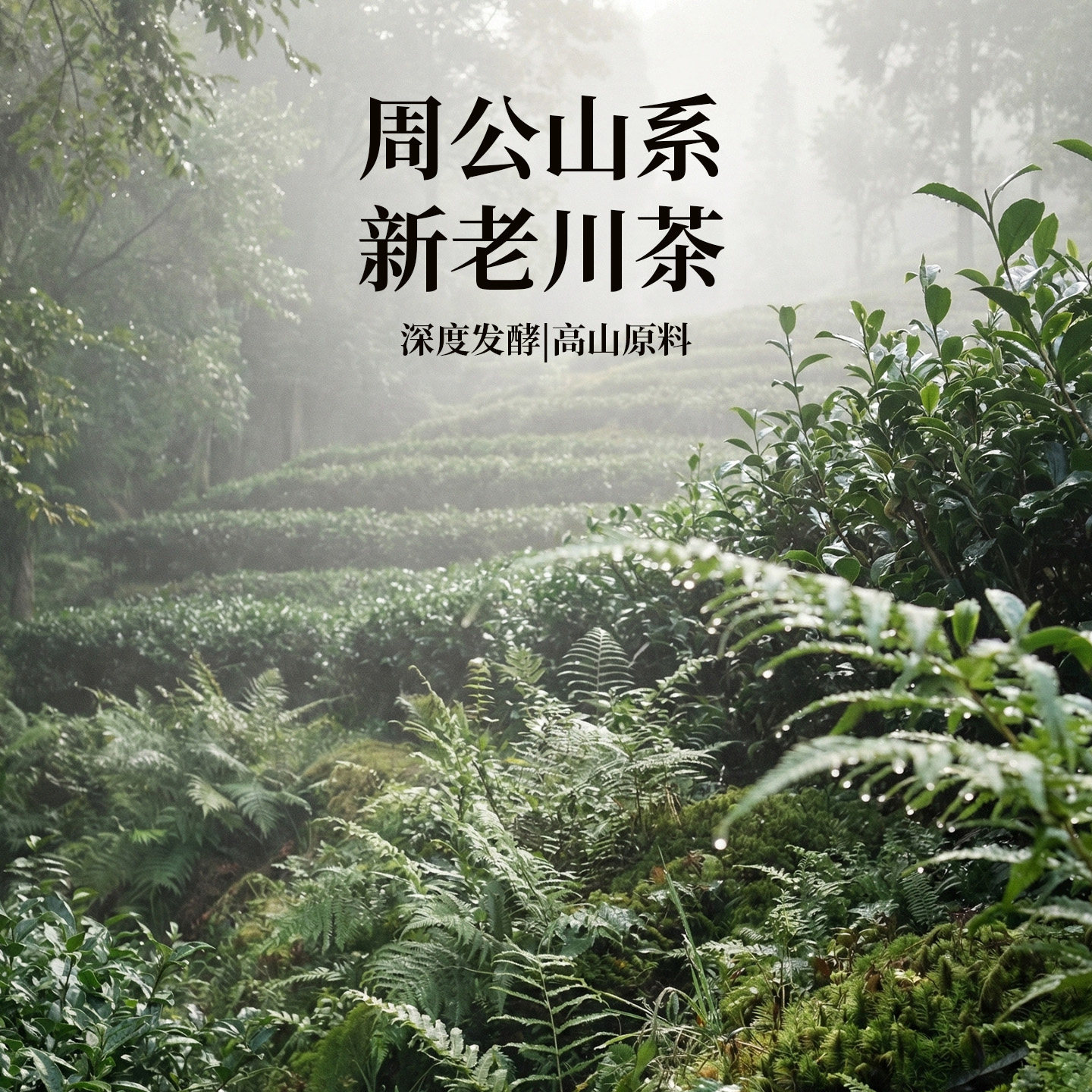 藏茶 藏茶雅安春茶陈年多吉藏茶150g姜公兴芽细罐装四川雅安生产,淘宝优惠券,粉丝福利购,淘宝优惠卷