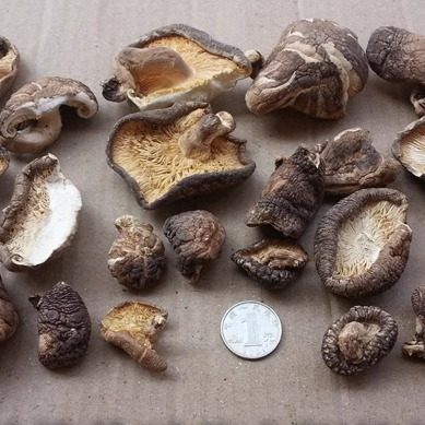 特价椴木香菇冬菇大小菇丁碎块薄片酒店餐厅家用实惠包饺子馅500g,淘宝优惠券,粉丝福利购,淘宝优惠卷