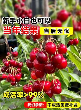 樱桃树苗庭院果树矮化樱桃树