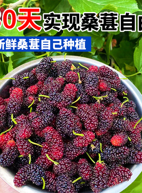 桑葚树苗无籽十大嫁接四季盆栽