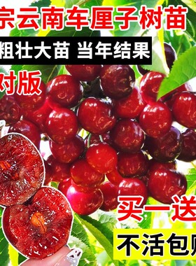 双季矮化种植树苗车厘子特大樱桃