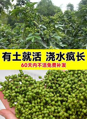 四川汉源藤椒树苗青花椒椒