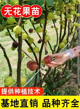 无花果树果苗盆栽水果苗