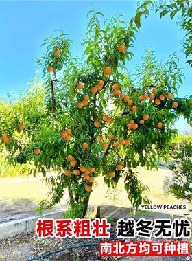 早熟水蜜桃树苗嫁接黄桃树苗