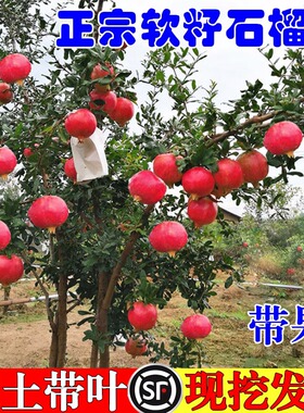 石榴树树苗突尼斯软籽石榴苗