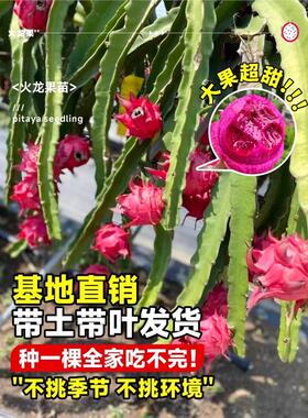 火龙果树果苗红心庭院阳台
