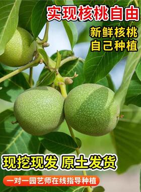 嫁接核桃树苗8518薄皮纸皮核桃