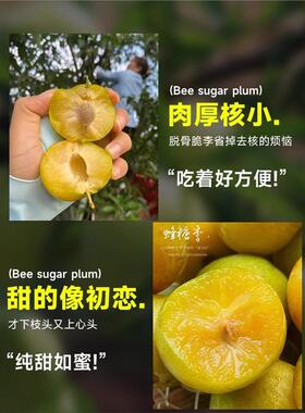 正宗蜂糖李子树苗贵州脱骨