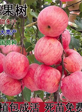 苹果树苗盆栽南方北方种植地栽
