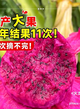 红心火龙果树苗盆栽地栽