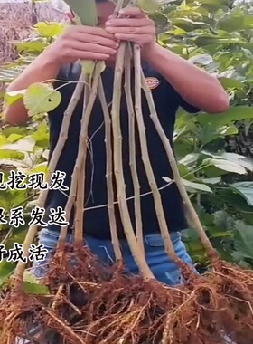 桑树苗无籽大十桑葚苗树