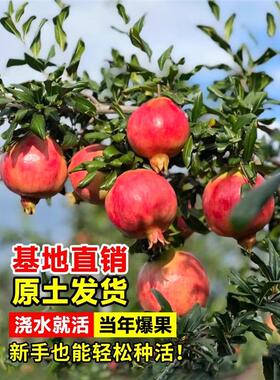 石榴树苗番石突尼斯软籽无子