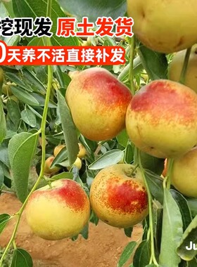 枣树活苗果树南方北方种植