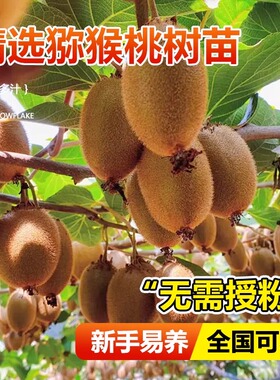 猕猴桃树果苗红心软枣徐香弥猴桃