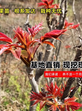红油香椿苗树当年食用四季种植