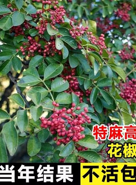 四川汉源藤椒树苗青花椒椒