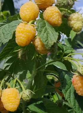 树莓苗双季覆盆子果树苗盆栽