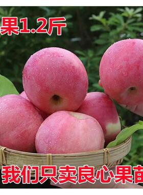 矮化盆栽苹果树果苗地栽