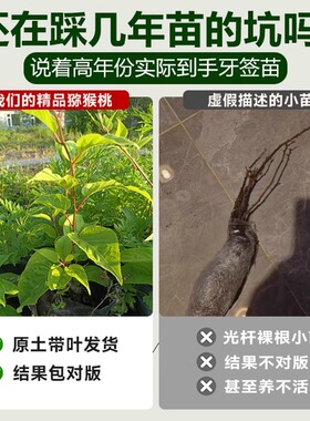 软枣猕猴桃果苗四季盆栽