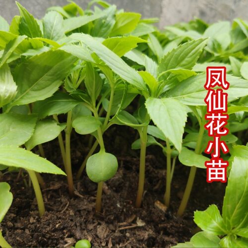 白色凤仙花种子红色指甲草花种籽染指甲学生实验花苗重瓣花卉 - 图2