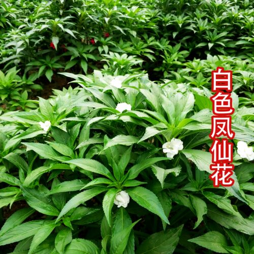 白色凤仙花种子红色指甲草花种籽染指甲学生实验花苗重瓣花卉 - 图1
