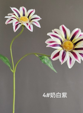 仿真双色勋章菊非洲太阳花太阳菊 家居装饰摄影道具场景布置装饰