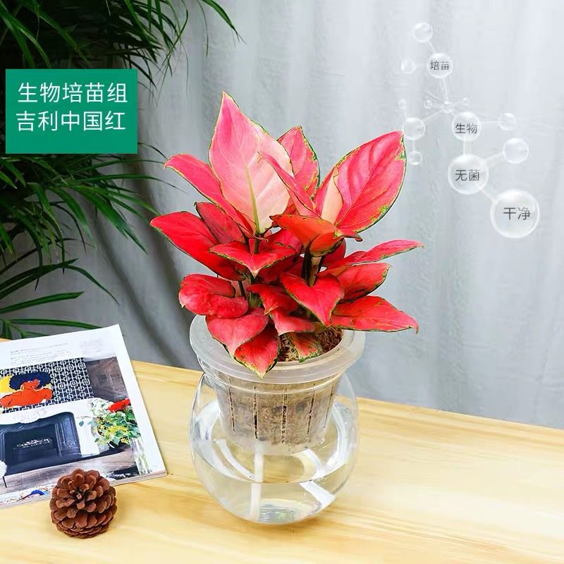 水培植物绿萝盆栽吊兰常春藤发财树室内办公桌面水培盆栽合肥同城,淘宝优惠券,粉丝福利购,淘宝优惠卷