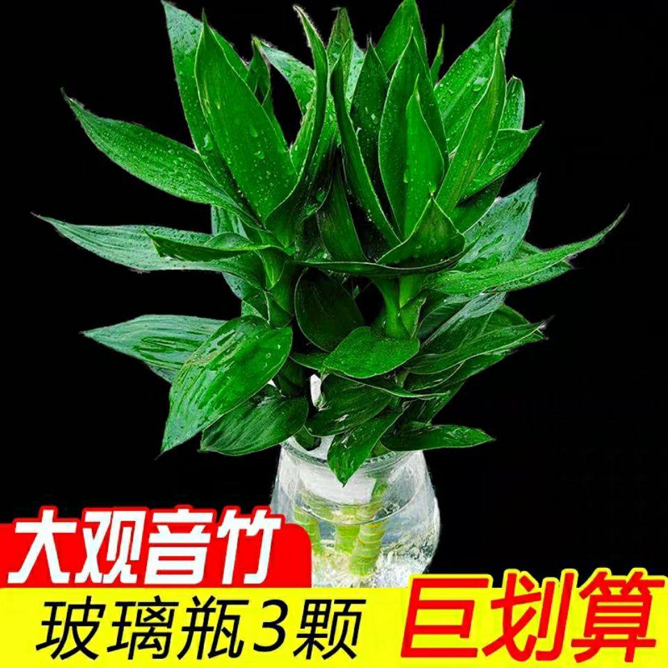 水植物盆栽好养 新人首单立减十元 21年8月 淘宝海外