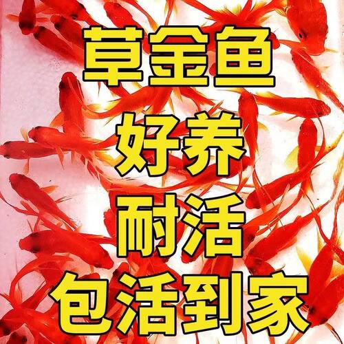 草金鱼冷水观赏鱼好养耐活小鱼苗锦鲤养不死 - 图0