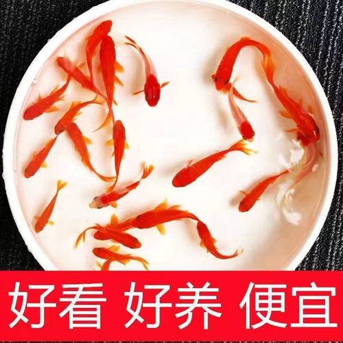 草金鱼冷水观赏鱼好养耐活小鱼苗锦鲤养不死 - 图1